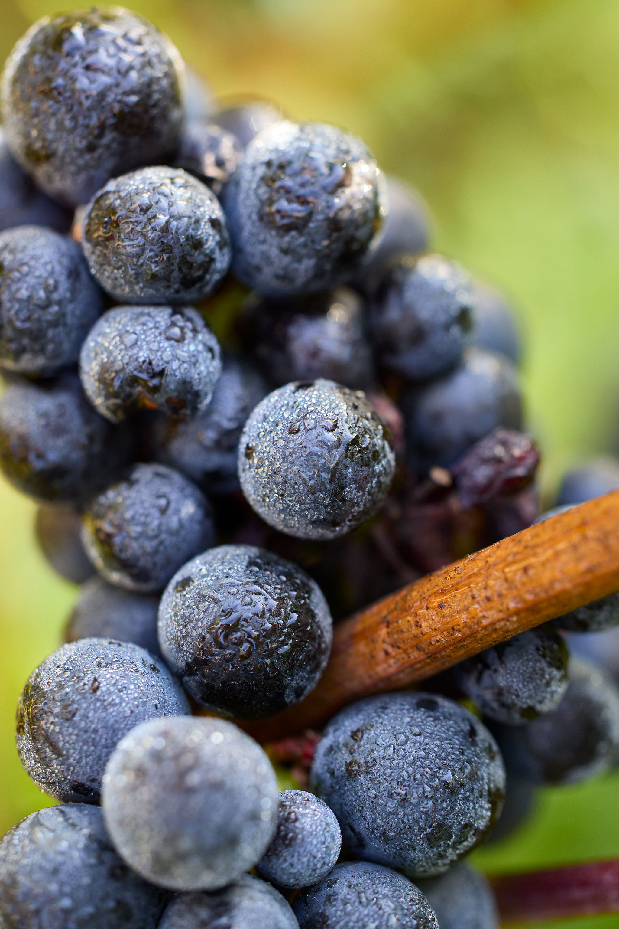 Pinot Noir grapes
